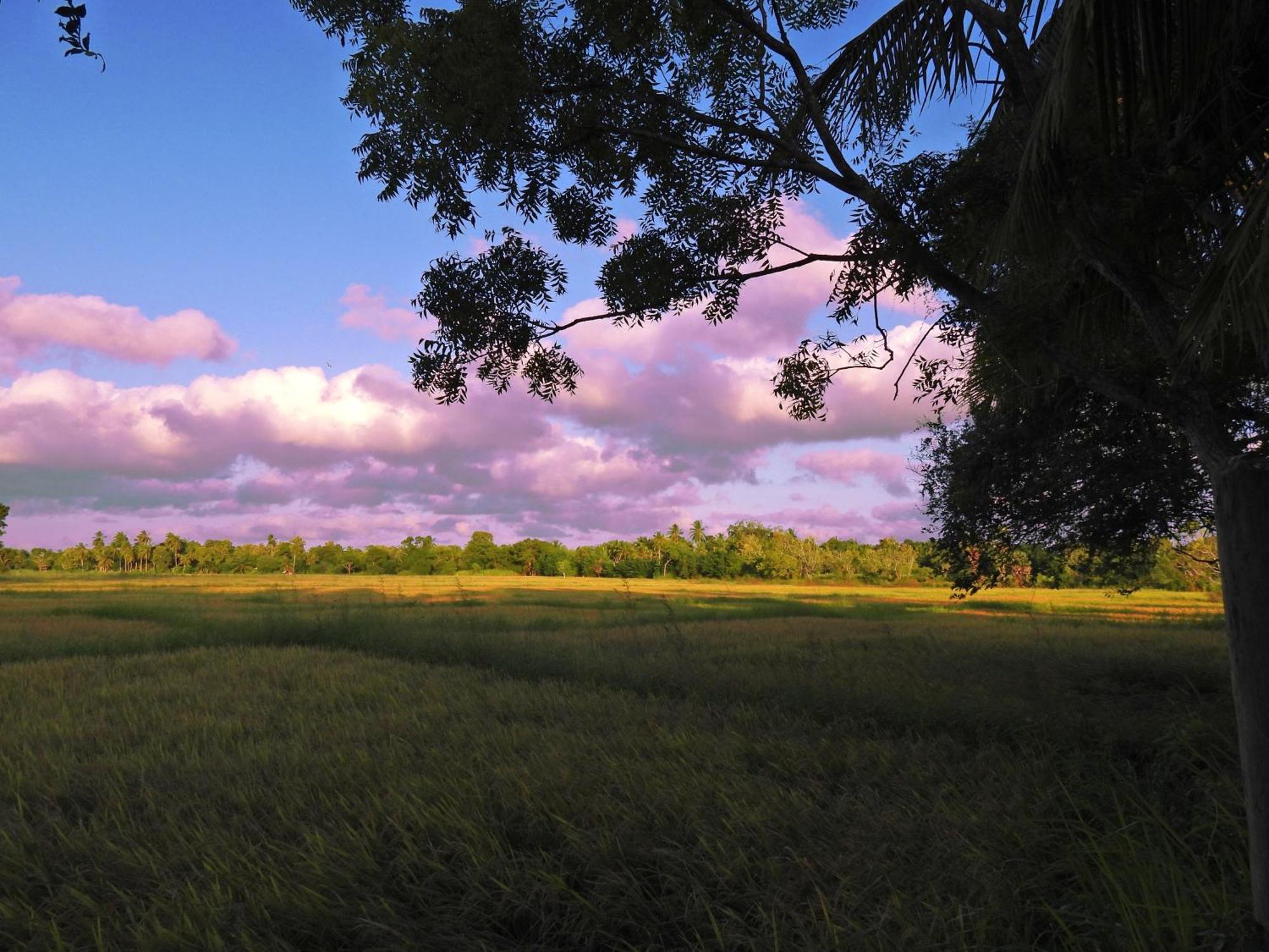 Green Sapphire Holiday Resort Wilpaththu Wilpattu Eksteriør billede