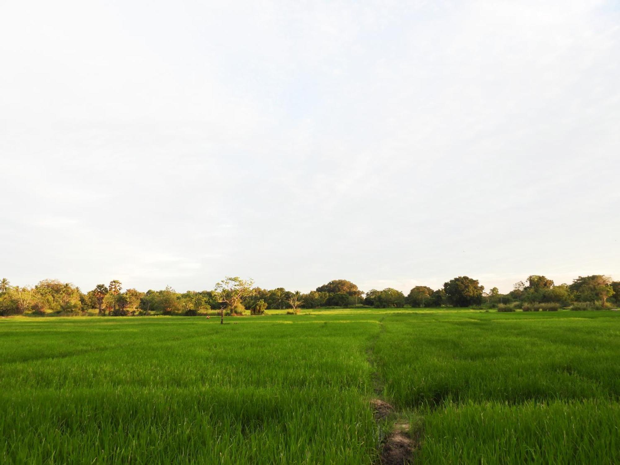 Green Sapphire Holiday Resort Wilpaththu Wilpattu Eksteriør billede