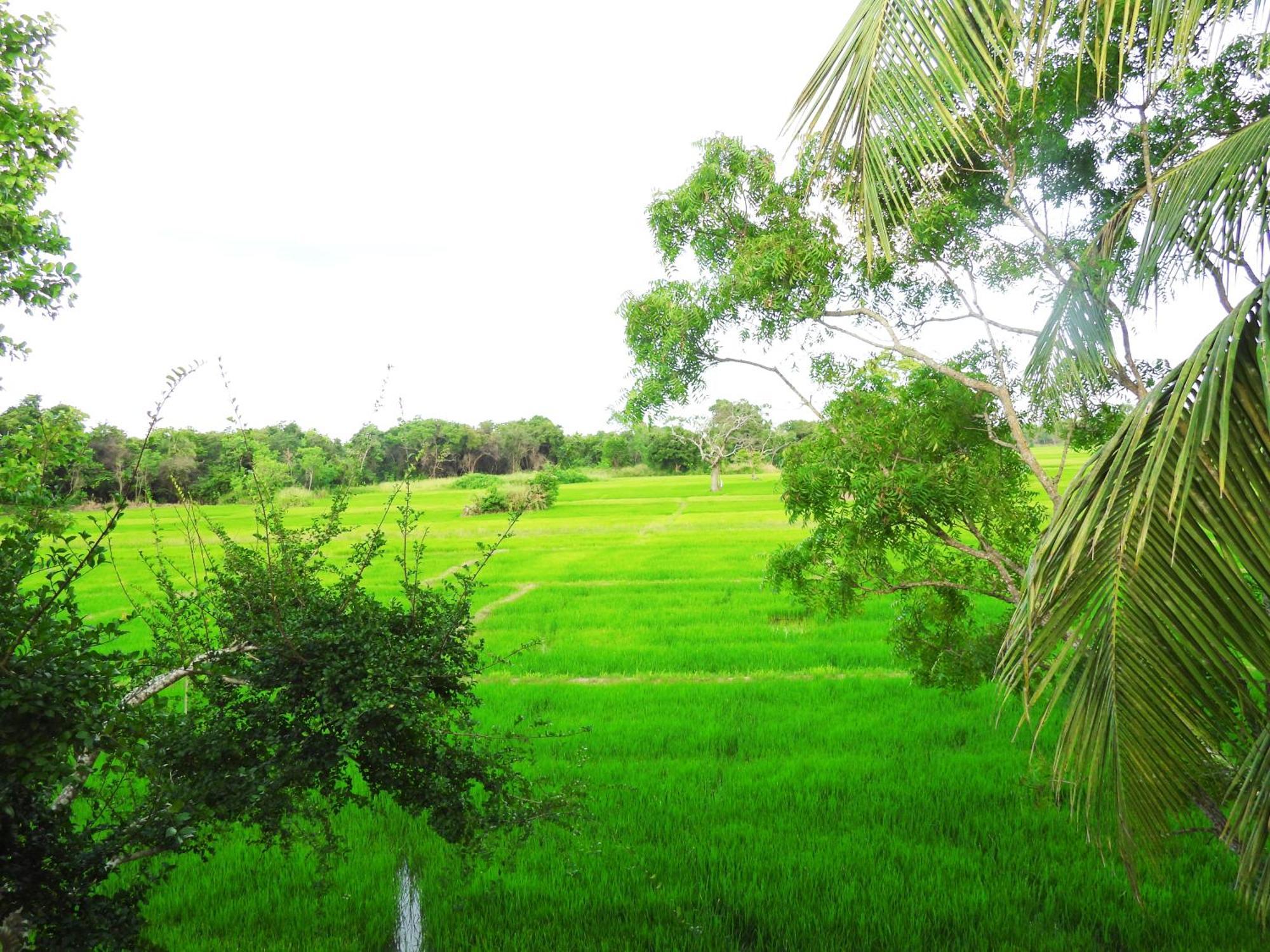 Green Sapphire Holiday Resort Wilpaththu Wilpattu Eksteriør billede