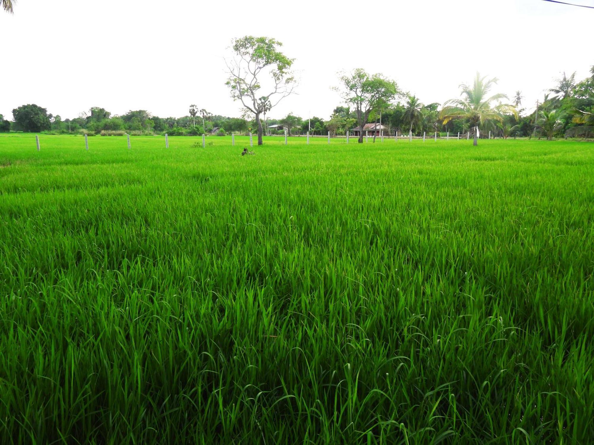 Green Sapphire Holiday Resort Wilpaththu Wilpattu Eksteriør billede